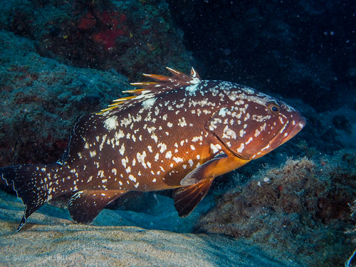 Dusky Grouper